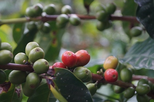 extracto de cafe verde para adelgazar