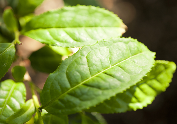 extracto de te verde quemadores de grasa naturales