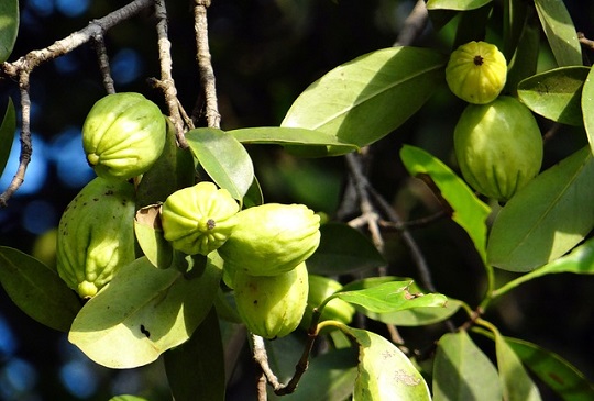 garcinia-cambogia quema grasas suplemento